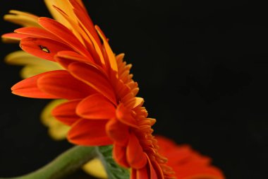 close up of beautiful gerbera  flower on dark background 