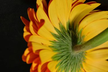 close up of beautiful gerbera  flower on dark background 