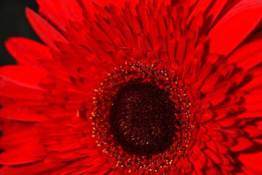 close up of beautiful gerbera  flower on dark background 