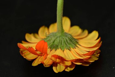 close up of beautiful gerbera  flower on dark background 
