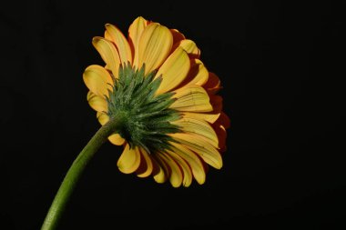 close up of beautiful gerbera  flower on dark background 