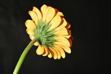 close up of beautiful gerbera  flower on dark background 