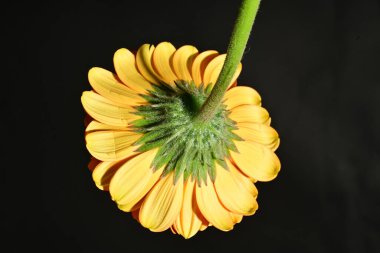 close up of beautiful gerbera  flower on dark background 