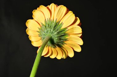 close up of beautiful gerbera  flower on dark background 