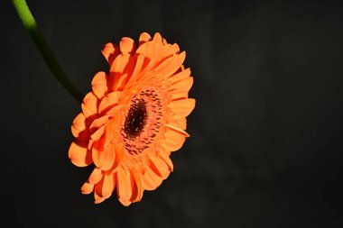 close up of beautiful gerbera  flower on dark background 