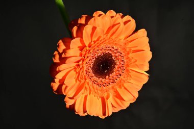 close up of beautiful gerbera  flower on dark background 
