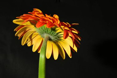 close up of beautiful gerbera  flower on dark background 