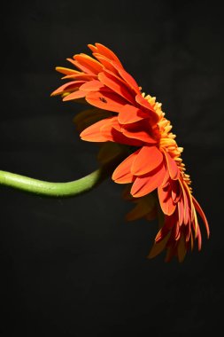 close up of beautiful gerbera  flower on dark background 