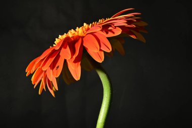 close up of beautiful gerbera  flower on dark background 