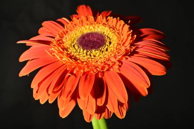close up of beautiful gerbera  flower on dark background 