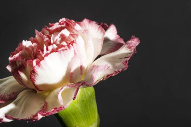 Güzel çiçeğe yakın çekim, stüdyo çekimi.