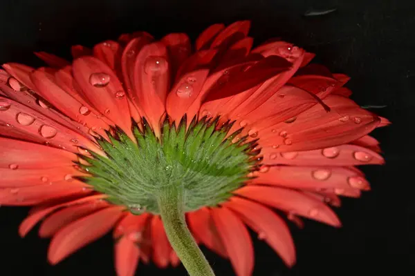 Güzel Gerbera çiçeğine yakın çekim, stüdyo çekimi.