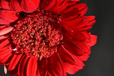 Güzel Gerbera çiçeğine yakın çekim, stüdyo çekimi.