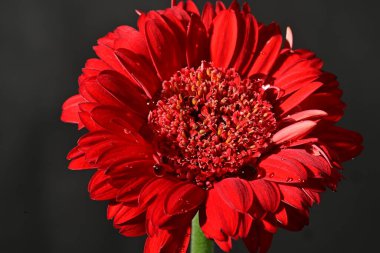 Güzel Gerbera çiçeğine yakın çekim, stüdyo çekimi.