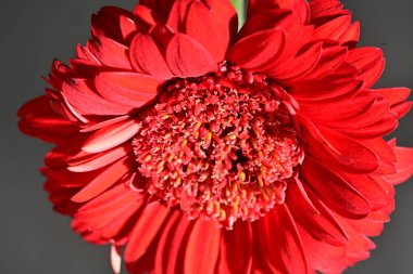 Güzel Gerbera çiçeğine yakın çekim, stüdyo çekimi.