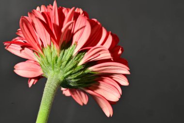 Güzel Gerbera çiçeğine yakın çekim, stüdyo çekimi.