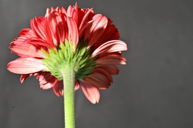 Güzel Gerbera çiçeğine yakın çekim, stüdyo çekimi.