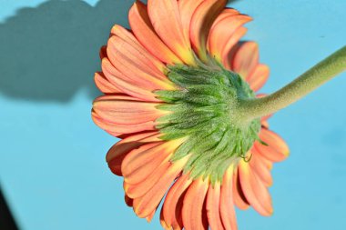 Güzel Gerbera çiçeğine yakın çekim, stüdyo çekimi.