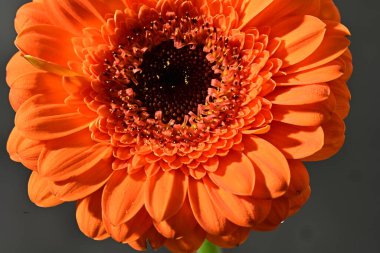 Güzel Gerbera çiçeğine yakın çekim, stüdyo çekimi.