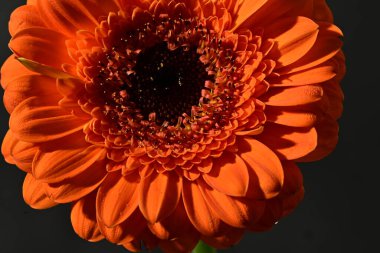 Güzel Gerbera çiçeğine yakın çekim, stüdyo çekimi.