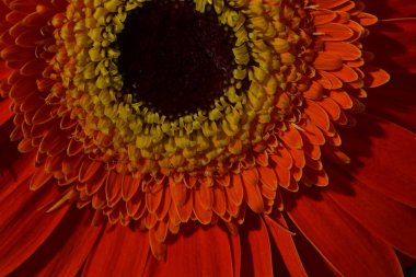 Güzel Gerbera çiçeğine yakın çekim, stüdyo çekimi.