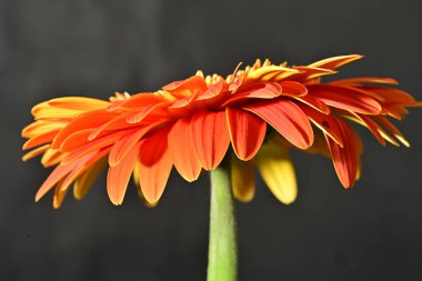 Güzel Gerbera çiçeğine yakın çekim, stüdyo çekimi.