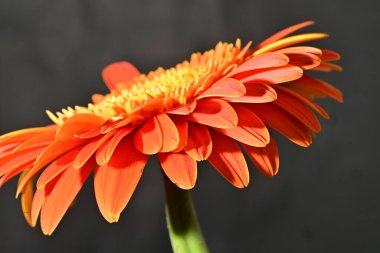 Güzel Gerbera çiçeğine yakın çekim, stüdyo çekimi.