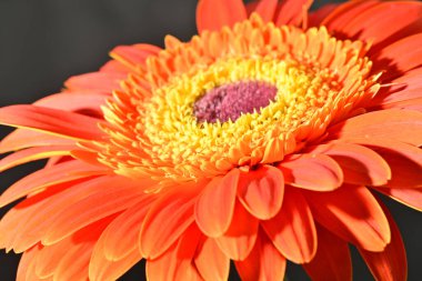 Güzel Gerbera çiçeğine yakın çekim, stüdyo çekimi.