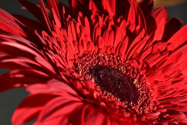 Güzel Gerbera çiçeğine yakın çekim, stüdyo çekimi.