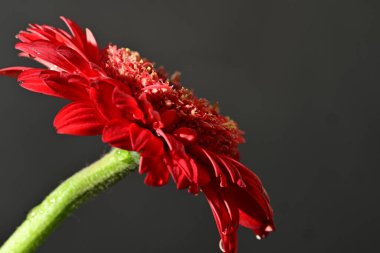 Güzel Gerbera çiçeğine yakın çekim, stüdyo çekimi.