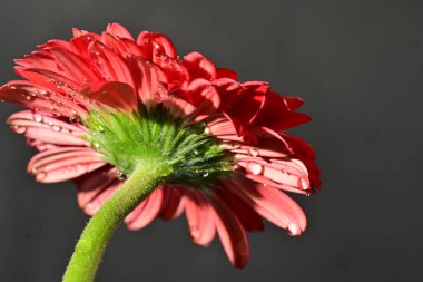 Güzel Gerbera çiçeğine yakın çekim, stüdyo çekimi.