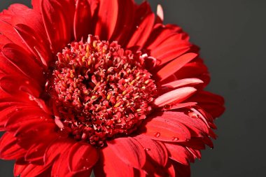 Güzel Gerbera çiçeğine yakın çekim, stüdyo çekimi.
