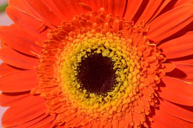 Güzel Gerbera çiçeğine yakın çekim, stüdyo çekimi.