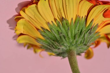 güzel gerbera çiçek yakın çekim