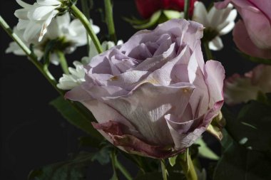 Güzel çiçeklere yakın çekim, stüdyo çekimi. 