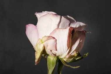 close up of beautiful rose flower on dark background