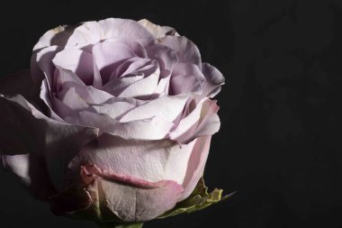 close up of beautiful rose flower on dark background