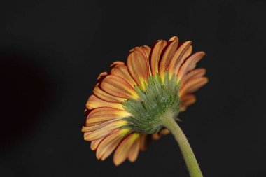 Güzel Gerbera çiçeğine yakın çekim, stüdyo çekimi.