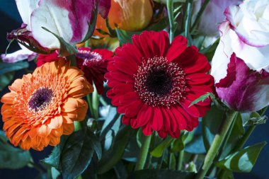 Güzel çiçeklere yakın çekim, stüdyo çekimi. 