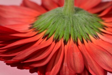 Güzel Gerbera çiçeğine yakın çekim, stüdyo çekimi.