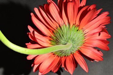 close up of beautiful gerbera flower on dark background