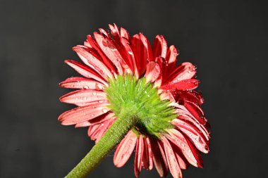 close up of beautiful gerbera flower on dark background