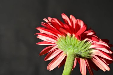 close up of beautiful gerbera flower on dark background