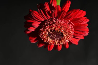 close up of beautiful gerbera flower on dark background