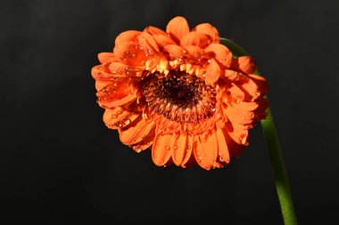 close up of beautiful gerbera flower on dark background