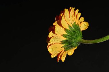 close up of beautiful gerbera flower on dark background