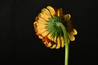 close up of beautiful gerbera flower on dark background