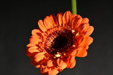 close up of beautiful gerbera flower on dark background