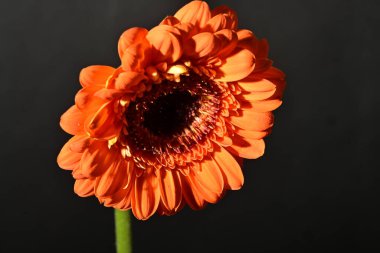 close up of beautiful gerbera flower on dark background