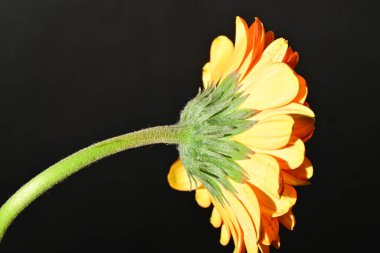 close up of beautiful gerbera flower on dark background